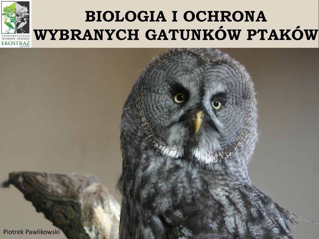 Biologia I Ochrona Wybranych Gatunk W Ptak W Ppt Pobierz